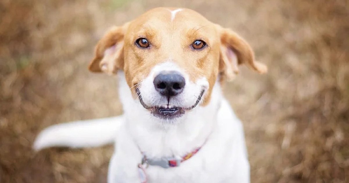 Мир глазами пса: фото-сравнения показали различия между видением человека и собаки