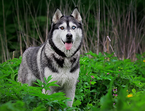 Собаки и щенки породы Сибирская хаски